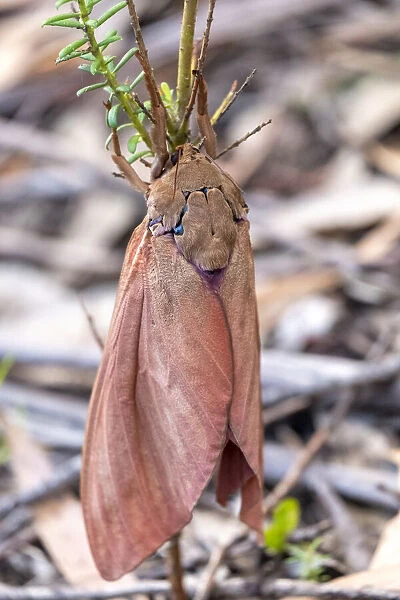 A Mustard Ghost Moth hanging onto a bush