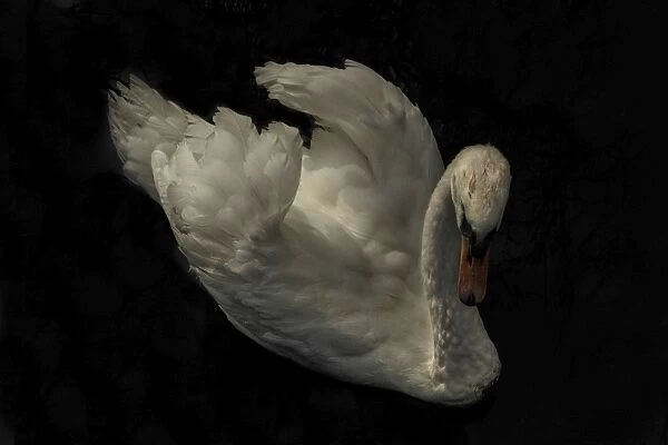 Mute Swan at Abbotsbury, Dorset England