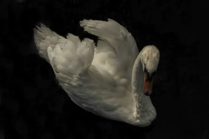 Framed Print : Mute Swan at Abbotsbury, Dorset England Framed Print : Mute Swan at Abbotsbury, Dorset England