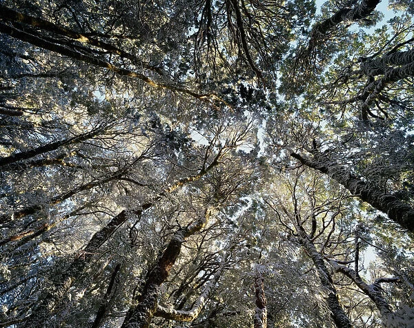 Myrtle-beech trees (Nothofagus cunninghamii), low angle view