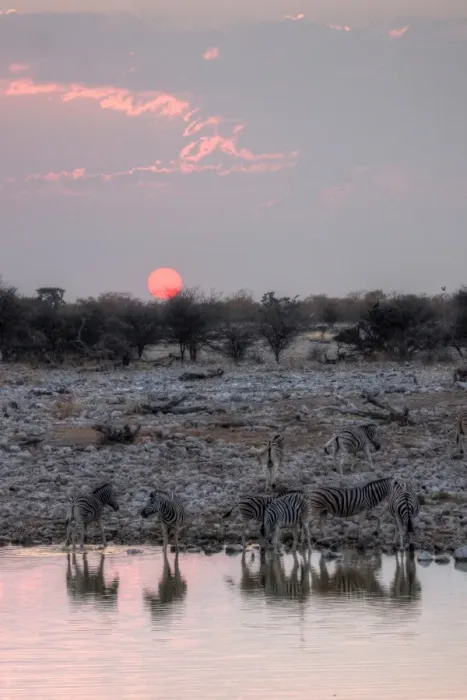Framed Print : Namibian safari waterhole zebras and sunset Framed Print : Namibian safari waterhole zebras and sunset