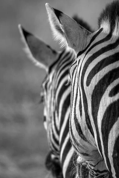 Namibian safari zebra patterns b&w