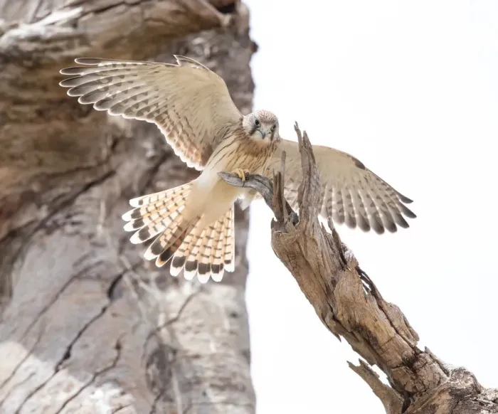 Framed Print : Nankeen Kestrel