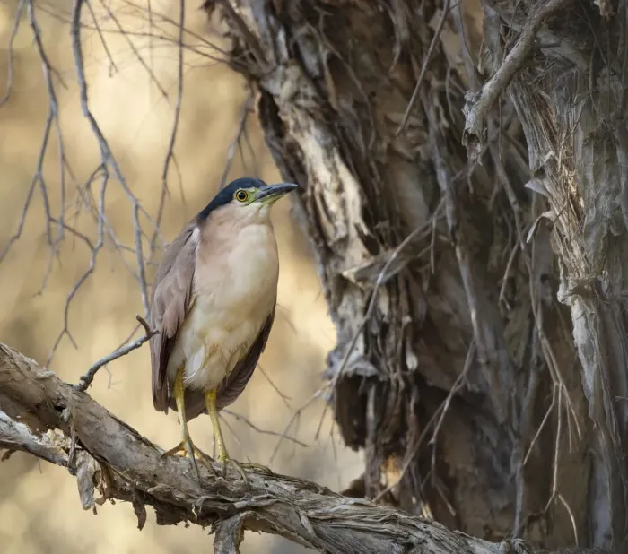 Framed Print : Nankeen Night Heron Framed Print : Nankeen Night Heron
