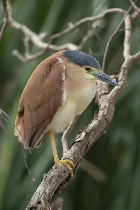Framed Print : Nankeen Night Heron