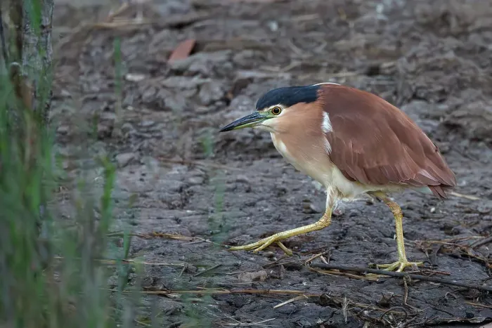 Framed Print : Nankeen Night Heron Framed Print : Nankeen Night Heron