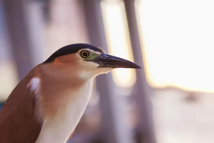 Framed Print : Nankeen night heron at sunset Framed Print : Nankeen night heron at sunset