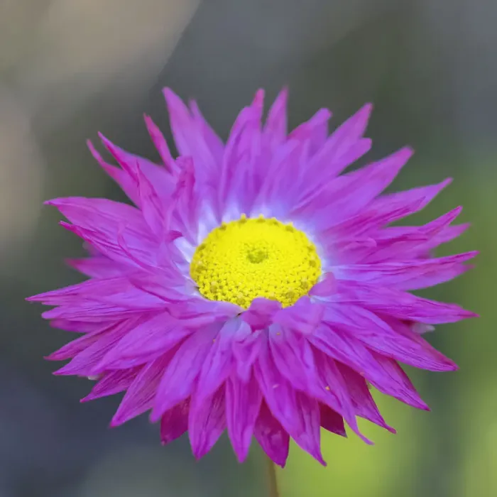 Framed Print : Native everlasting daisies or Paper daisies - Perth Western Australia Framed Print : Native everlasting daisies or Paper daisies - Perth Western Australia