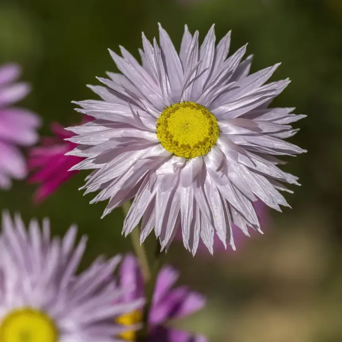 Framed Print : Native everlasting daisies or Paper daisies - Perth Western Australia Framed Print : Native everlasting daisies or Paper daisies - Perth Western Australia