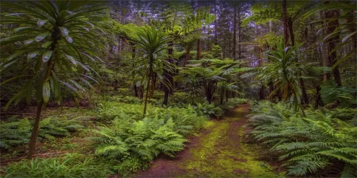Framed Print : Natural temperate rainforest with Palms and tree-ferns, located on the Idyllic Norfolk Island in the Pacific Ocean Framed Print : Natural temperate rainforest with Palms and tree-ferns, located on the Idyllic Norfolk Island in the Pacific Ocean