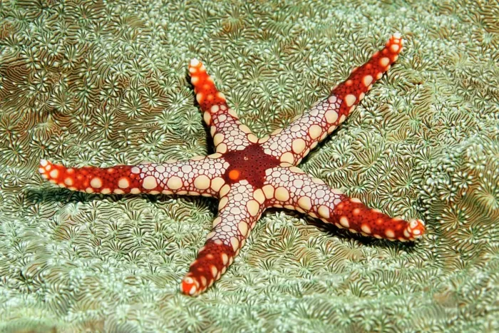 Framed Print : Necklace Sea Star (Fromia monilis), Great Barrier Reef, Unesco World Heritage, Pacific