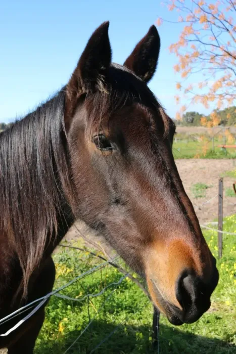 Framed Print : Neighbours horse Gypsy being inquisitive nad looking for a snack