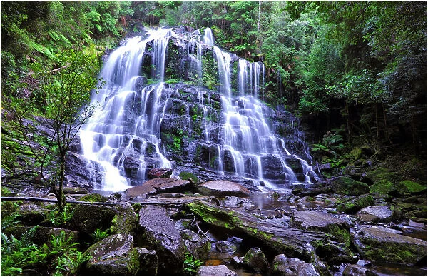 Nelson falls and rainforest, in the island state, Tasmania, Australia