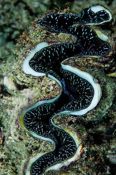Neon blue markings on the curved lips of a Fluted Giant Clam on a reef