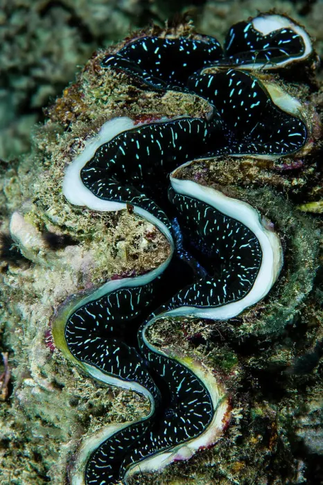 Framed Print : Neon blue markings on the curved lips of a Fluted Giant Clam on a reef Framed Print : Neon blue markings on the curved lips of a Fluted Giant Clam on a reef