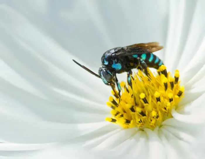 Framed Print : A Neon Cuckoo Bee on a cosmos flower