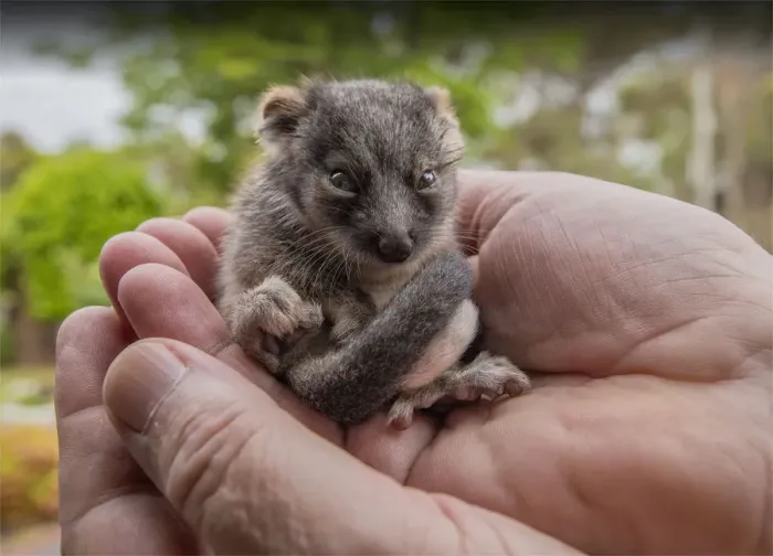 Framed Print : New-born ring-tailed Possum Framed Print : New-born ring-tailed Possum