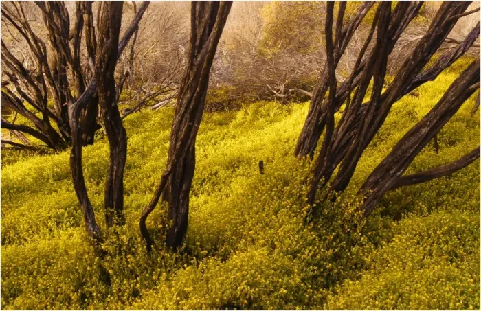 Framed Print : New Growth after a bush fire near Emita, flinders Island, Bass Strait, Tasmania Framed Print : New Growth after a bush fire near Emita, flinders Island, Bass Strait, Tasmania