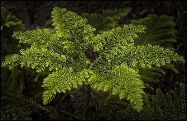 New growth, Norfolk Island pine