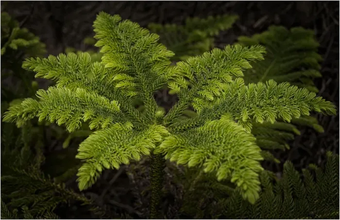 Framed Print : New growth, Norfolk Island pine Framed Print : New growth, Norfolk Island pine