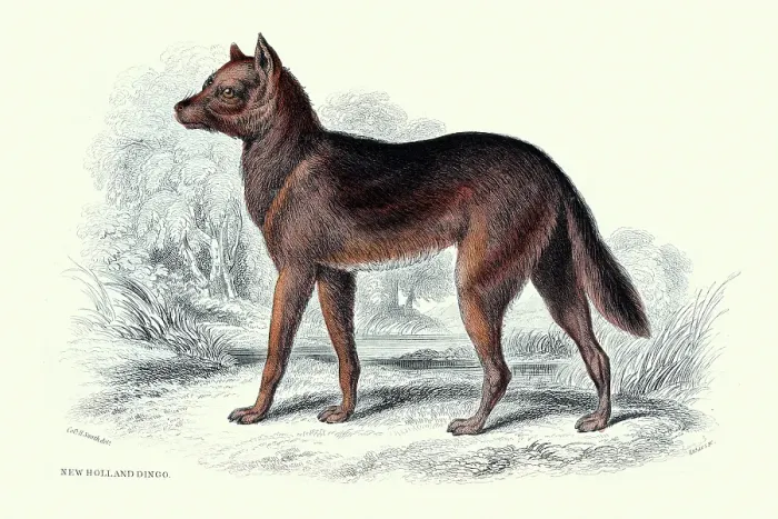 Framed Print : New Holland Dingo, Wild Dog, Animals, Wildlife, Vintage wildlife print, 19th Century, The Naturalists Library by William Jardine