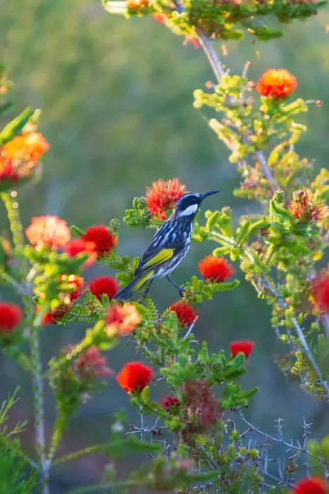 Framed Print : New Holland Honeyeater Bird Perching On Flowering Plant Framed Print : New Holland Honeyeater Bird Perching On Flowering Plant