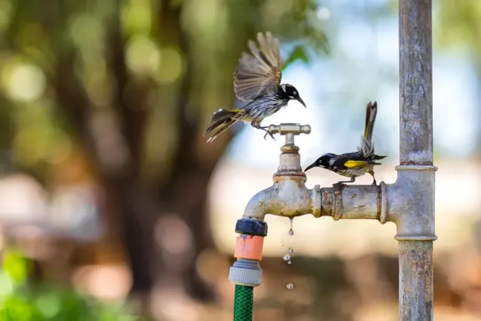 Framed Print : New Holland Honeyeaters during summer heatwave