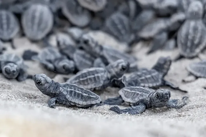 Framed Print : New Life. Loggerhead turtles hatch Framed Print : New Life. Loggerhead turtles hatch