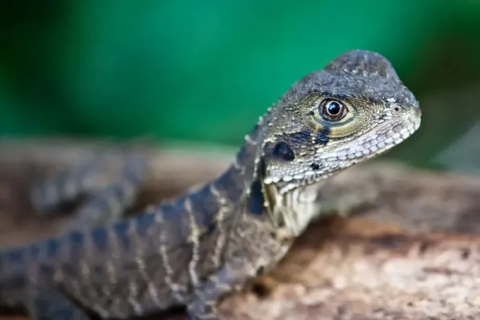 Framed Print : Newborn. New born eastern Water dragon (Intellagama lesueurii) exploring its new world