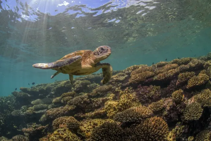 Framed Print : nice reef turtle Framed Print : nice reef turtle