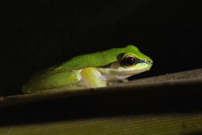 Framed Print : Northern dwarf tree frog