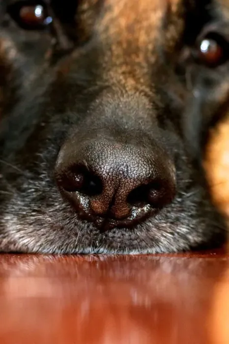 Framed Print : Nosey German Shepherd Dog