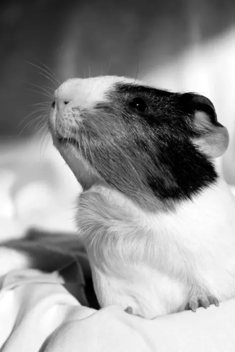 Framed Print : Nosey Guinea Pig