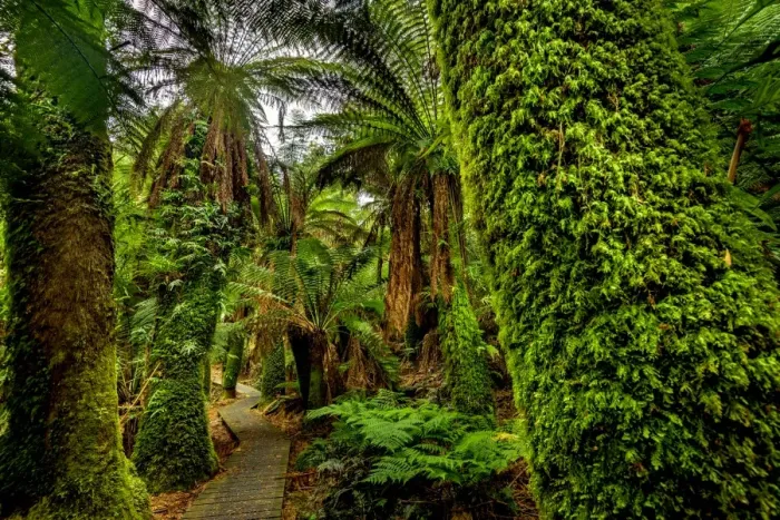 Framed Print : Notley Fern Gorge, Tasmania Framed Print : Notley Fern Gorge, Tasmania