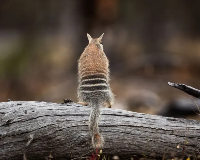 Framed Print : Numbat. Endangered species (Myrmecobius fasciatus), diet consists mainly of termites Framed Print : Numbat. Endangered species (Myrmecobius fasciatus), diet consists mainly of termites