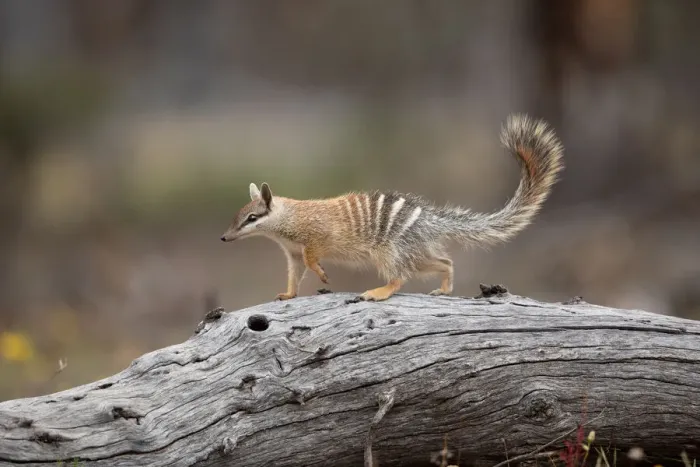 Framed Print : Numbat foraging Framed Print : Numbat foraging