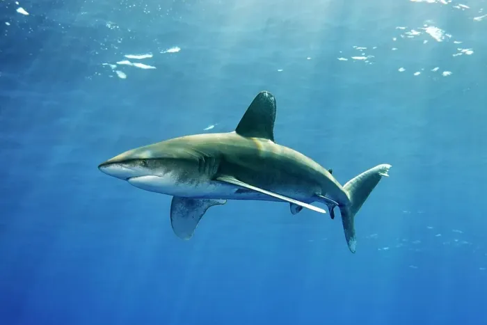 Framed Print : Oceanic whitetip shark (Carcharhinus longimanus), swims under the sea surface, Great barrier reef, Pacific Framed Print : Oceanic whitetip shark (Carcharhinus longimanus), swims under the sea surface, Great barrier reef, Pacific