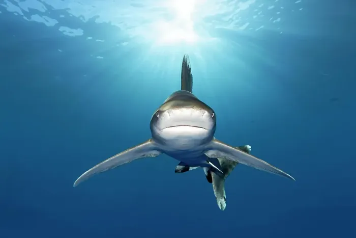 Framed Print : Oceanic whitetip shark (Carcharhinus longimanus) from front, back light, Great Barrier Reef, Unesco World Heritage, Coral Sea, Pacific