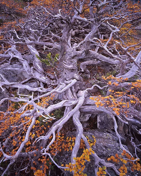 Old beech tree (Nothofagus gunnii)