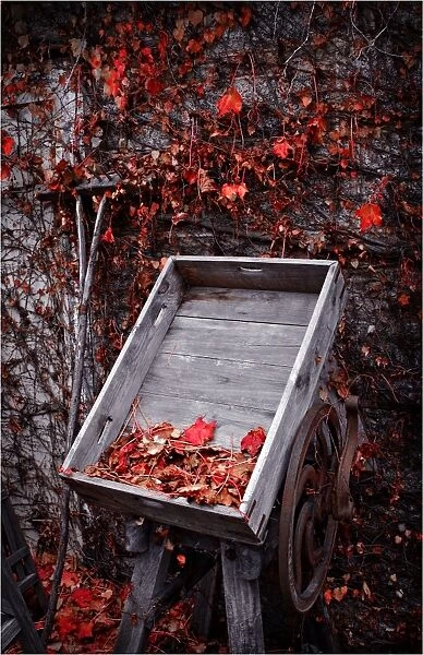 Old cart and red leaves in Autumn, Bright, Victoria, Australia