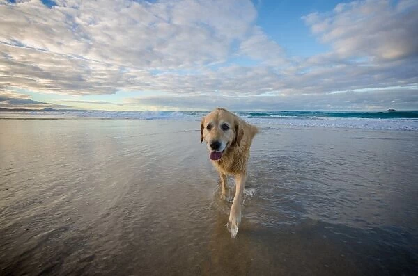 Old dog on the beach