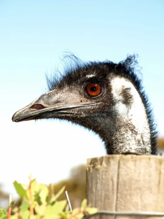Framed Print : Old emu