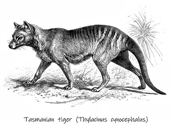 Old engraved illustration of The Tasmanian tiger, Tasmanian wolf, now extinct (Thylacinus cynocephalus)