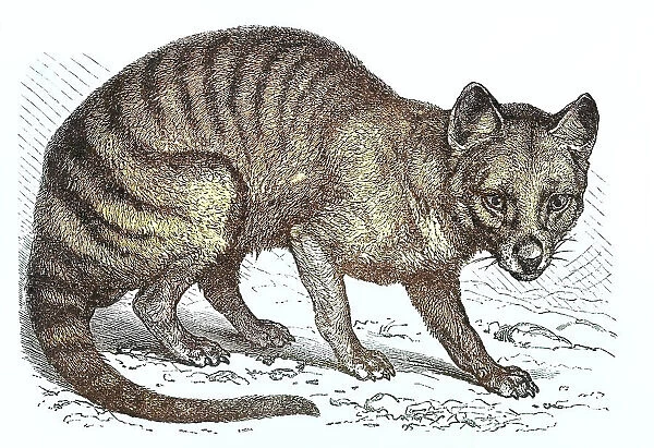 Old engraved illustration of the Tasmanian tiger, Tasmanian wolf, now extinct (Thylacinus cynocephalus)