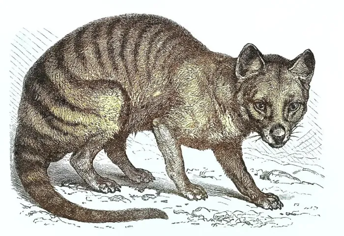 Framed Print : Old engraved illustration of the Tasmanian tiger, Tasmanian wolf, now extinct (Thylacinus cynocephalus)