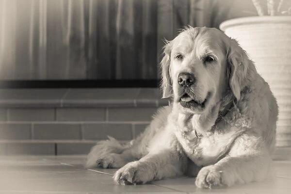 Old golden retriever in black and white