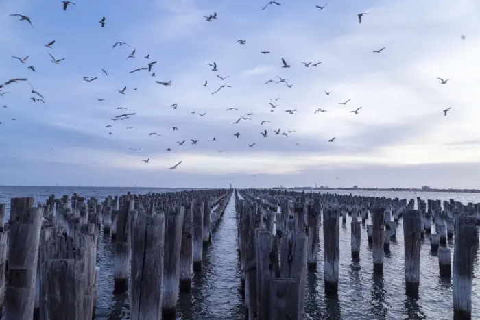 Framed Print : Old jetty posts in the water with flock of seagulls above Framed Print : Old jetty posts in the water with flock of seagulls above
