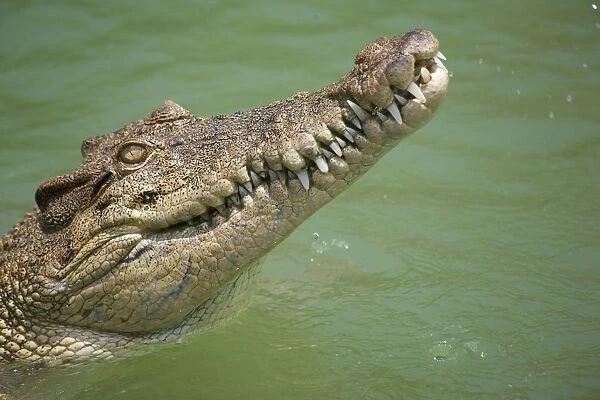 Old Joe. Saltwater crocodile from the Cairns region in Australia