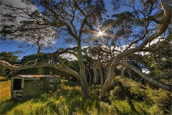 Old Shed in a bushland setting on King Island, Bass Strait, Tasmania, Australia