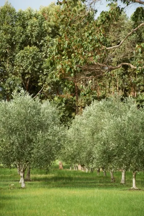 Framed Print : Olive Tree